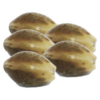 HomeGrow with Freedom Space Cake Seeds - 5 Pack Seeds