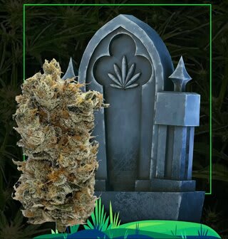 HeadStone Cannabis Lamb of God 7g Dried Flower
